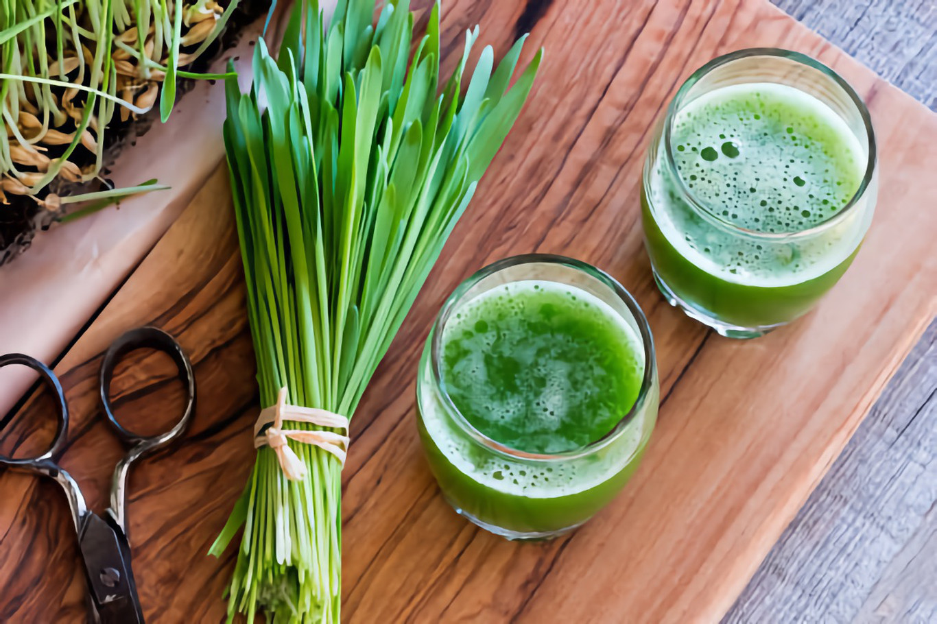 Juicing Wheatgrass Juicers.co.uk