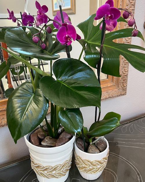 SOLD OUT Twins Monstera & Orchids {3} Colors Seasonal