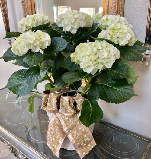 Sold Out Hydrangea Plant Handmade Bow