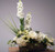 White Dove (5) Colors From