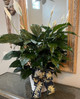 SOLD OUT Peace Lily Plant Lg {7} Color Bow Choices