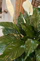 SOLD OUT Peace Lily Plant Lg {7} Color Bow Choices