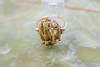 18K YG Handmade Floral Ring,Rustic style, Circa 1970, Size 9.25