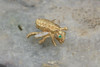 14k Yellow Gold Winged Bee Pin with Diamonds and Emerald