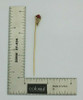 Antique 10K Yellow Gold Ruby Spinel and Pearl Stick Pin Circa 1930