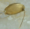 Victorian Yellow Gold Feather work Locket Mothers Pin (Mourning) Circa 1870