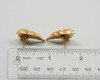 14K Yellow Gold Shrimp Design Post Earrings