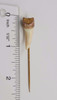 10k Yellow Gold Victorian Period Stick Pin with Animal Tooth