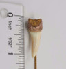 10k Yellow Gold Victorian Period Stick Pin with Animal Tooth