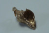 14K Yellow Gold "Conch Shell" Charm (WBA05)