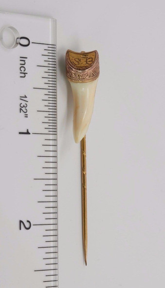 10k Yellow Gold Victorian Period Stick Pin with Animal Tooth