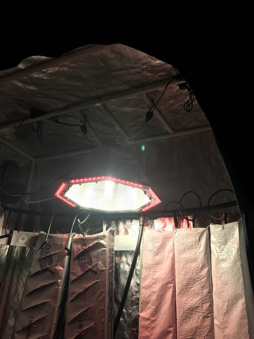 Green Rooster 315 CMH LED Combo Light Green Rooster 315 CMH LED Combo Light