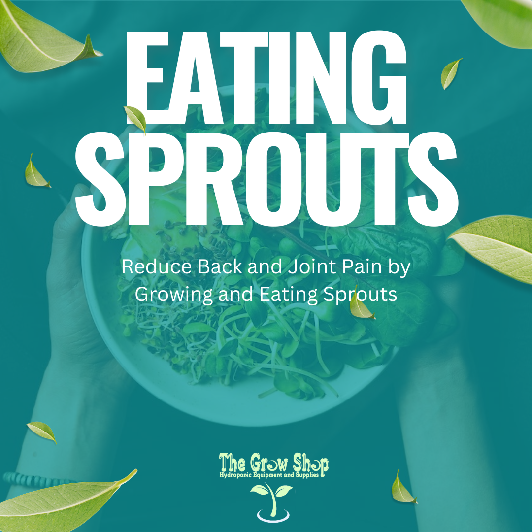 Sprouting New Habits- Back and Joint Pain and Benefits of Growing and Eating Sprouts