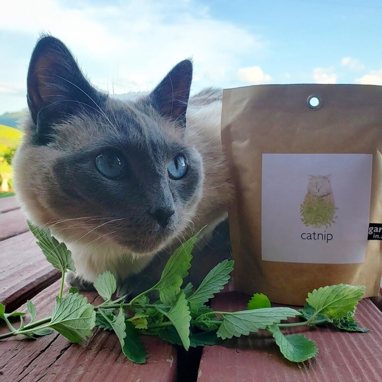 Catnip sales paper bag