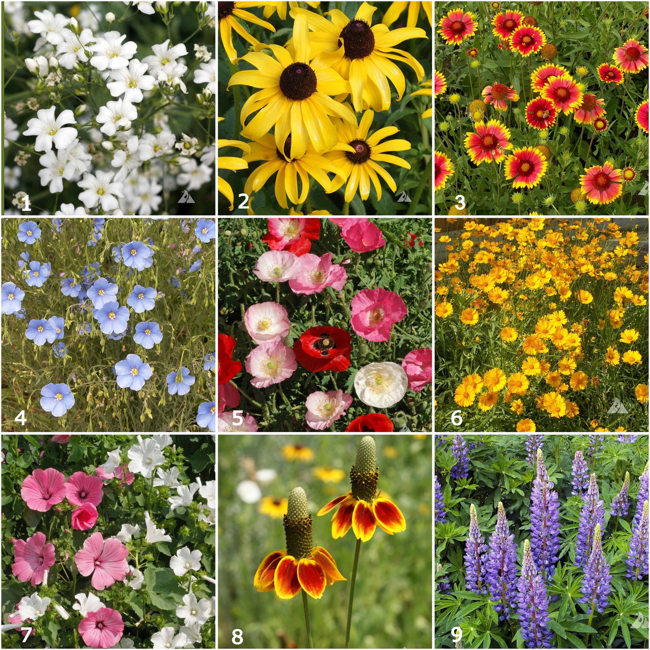 Potting Shed Creations Scatter Garden Wildflower - Thumbnail 5