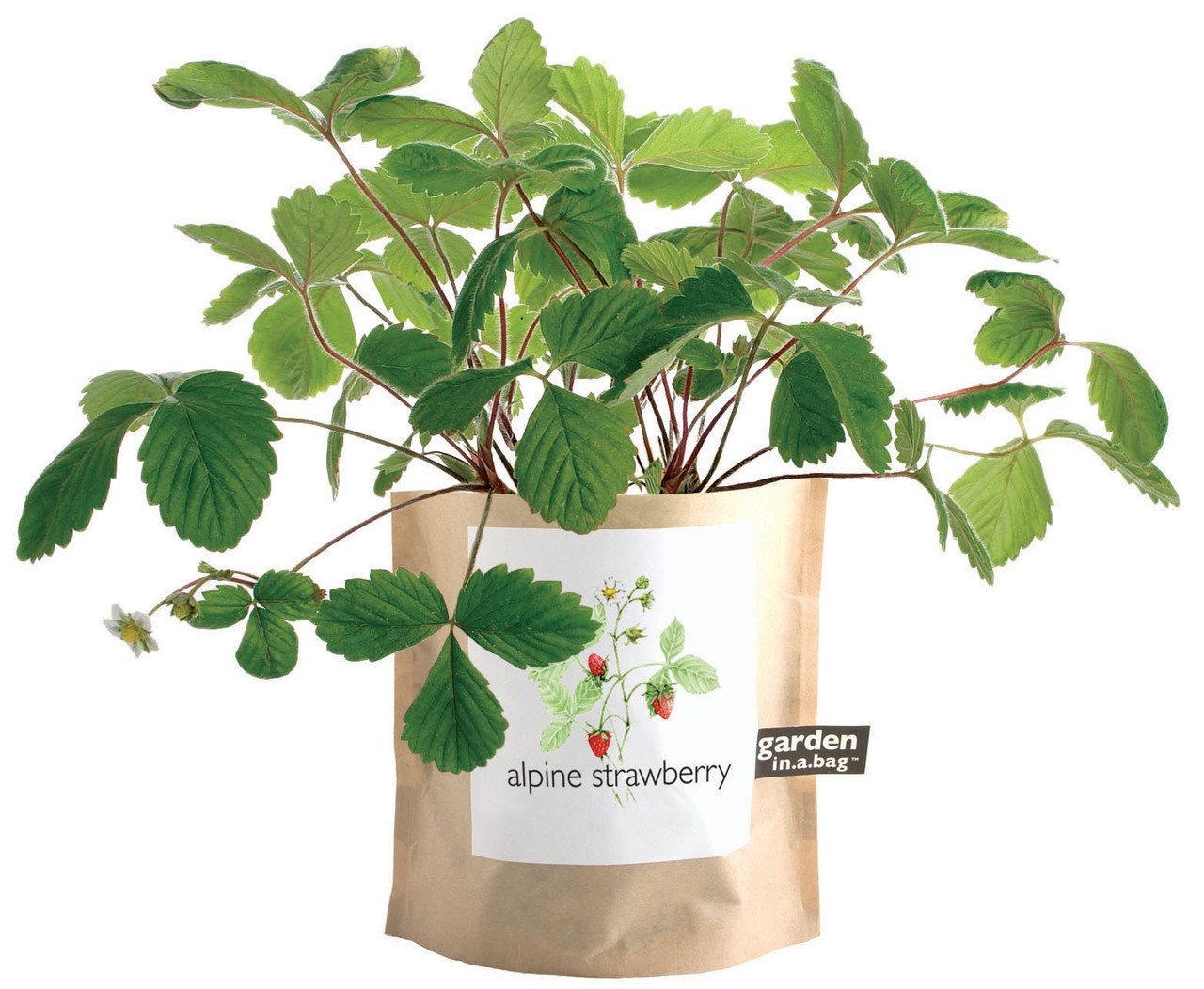 Garden-in-a-bag Strawberry - Potting Shed Creations, LTD