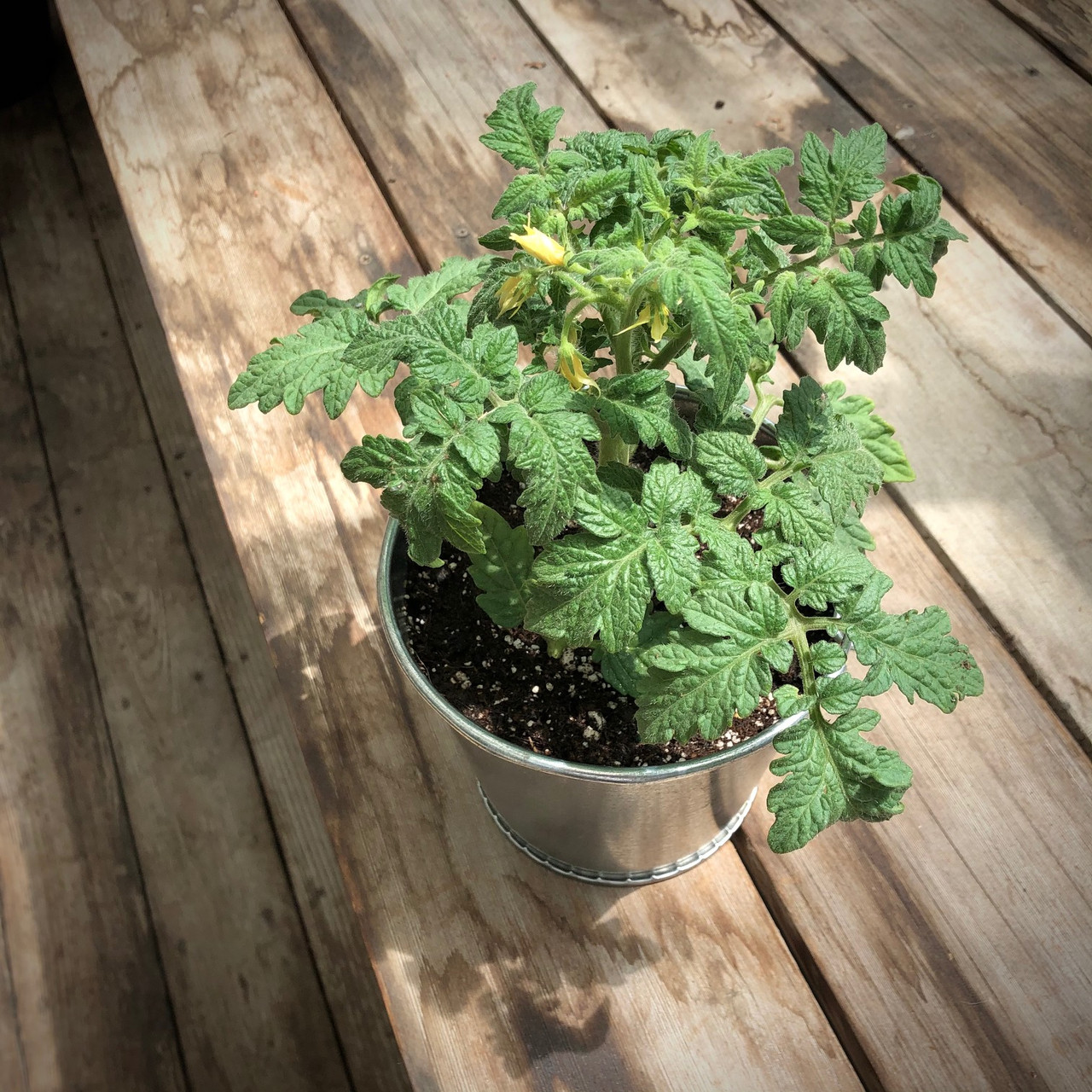 Garden-in-a-pail Tomato - Potting Shed Creations, LTD