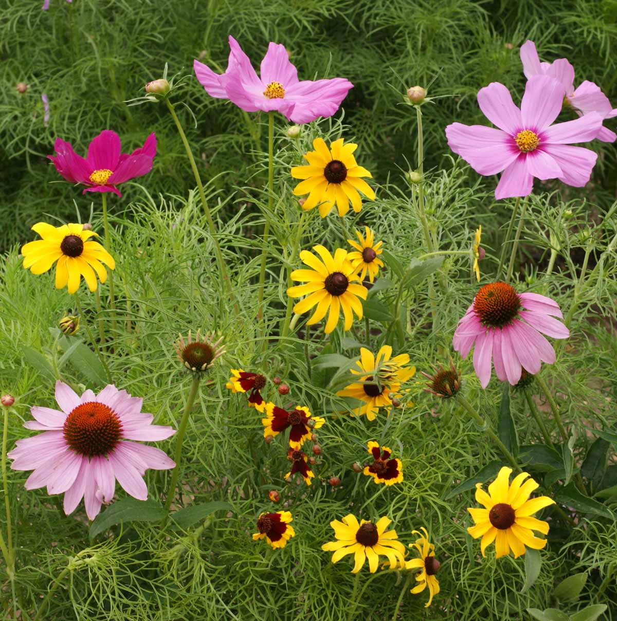 Potting Shed Creations Butterfly Garden Sprinkles