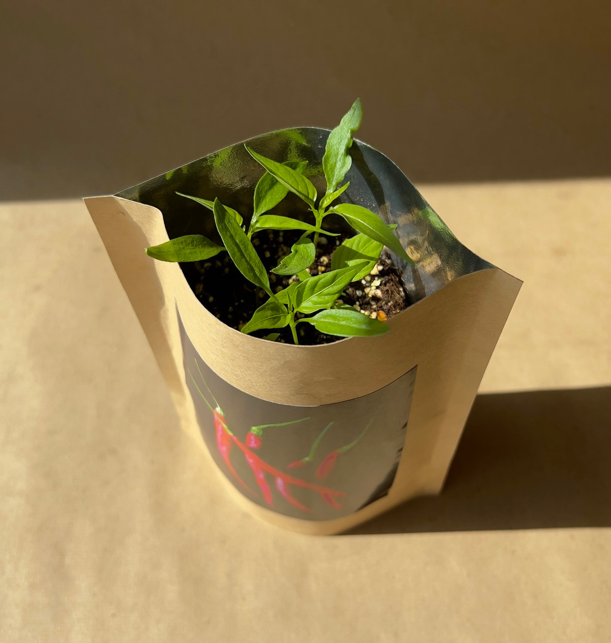 Seed Starts 5 Alarm Hot Peppers - Potting Shed Creations, LTD
