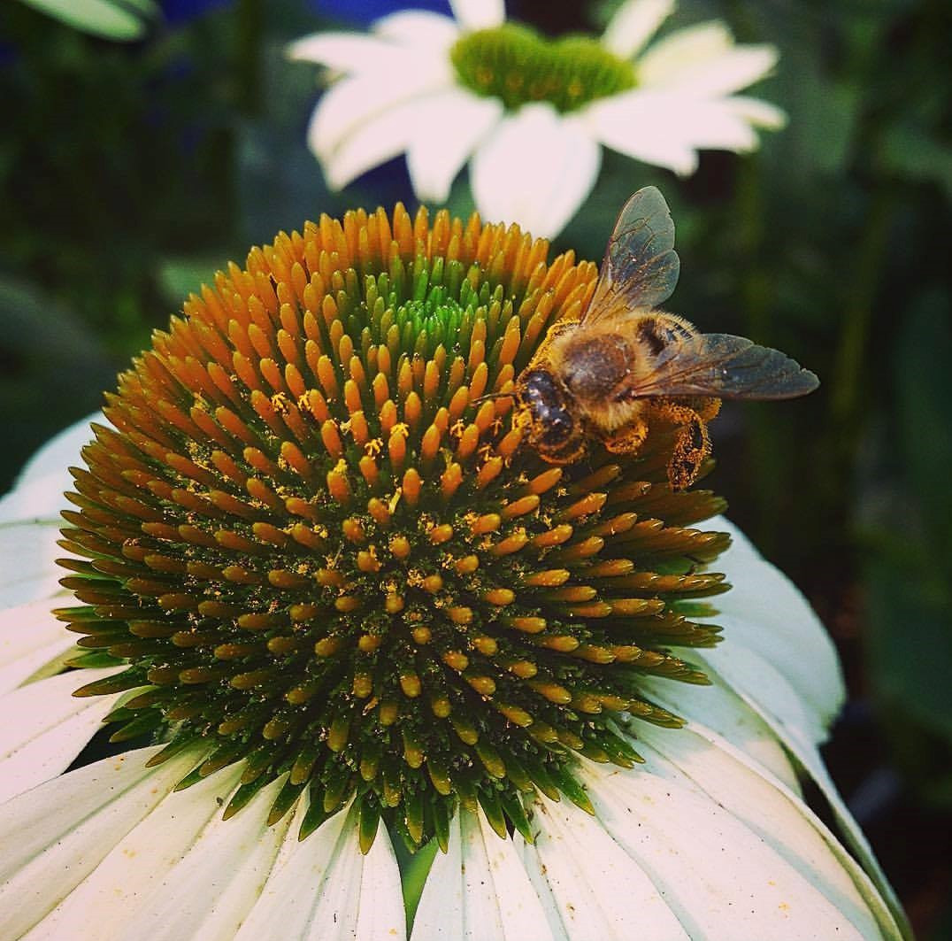 Potting Shed Creations Honeybee Garden Sprinkles