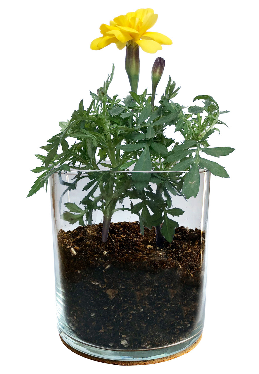 Marigold Essential Flower Garden - Thumbnail 2