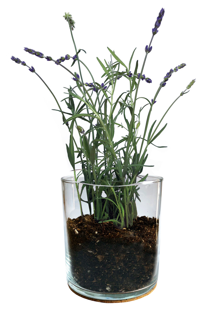 Lavender Flower Essential Garden - Thumbnail 2