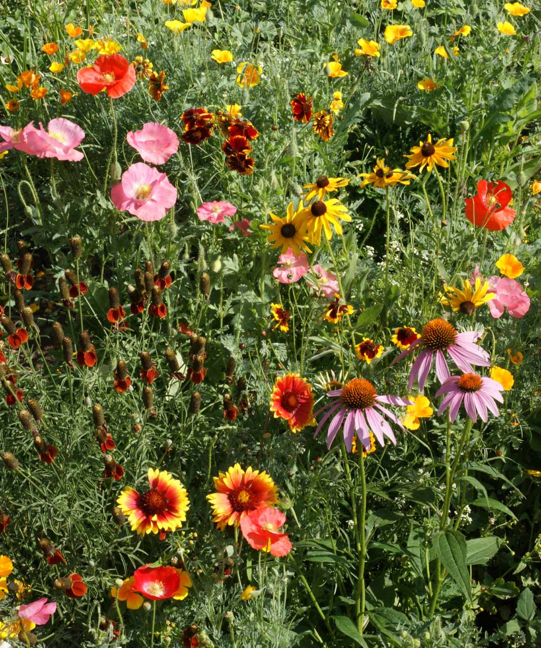 Garden Sprinkles Wildflower Potting Shed Creations, LTD