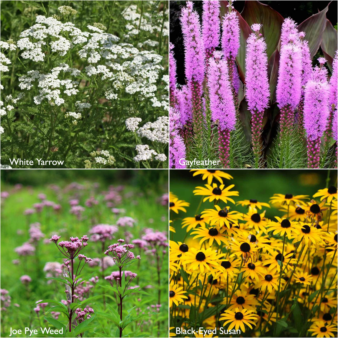 Potting Shed Creations Scatter Garden - Thumbnail 3