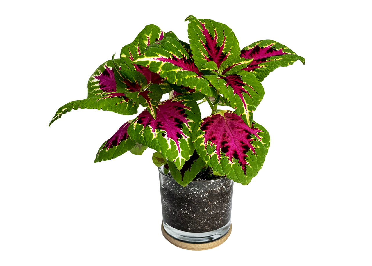 large hanging planter baskets Hanging Planter main image 0