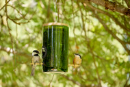 Bird Bottle Feeder
