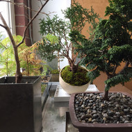 Repotting Specimen  Bonsai Trees