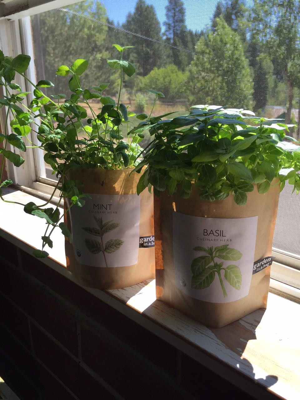 Garden-in-a-bag Basil - Potting Shed Creations, LTD