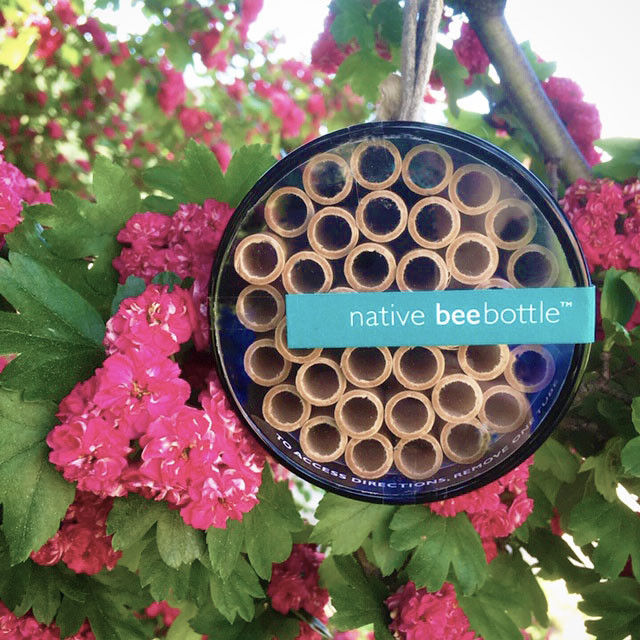 Native Bee Bottle Potting Shed Creations