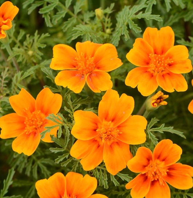 Edible Flower Pockets | Potting Shed Creations