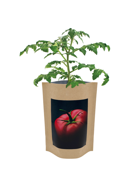 Seed Starts Brandywine Tomato