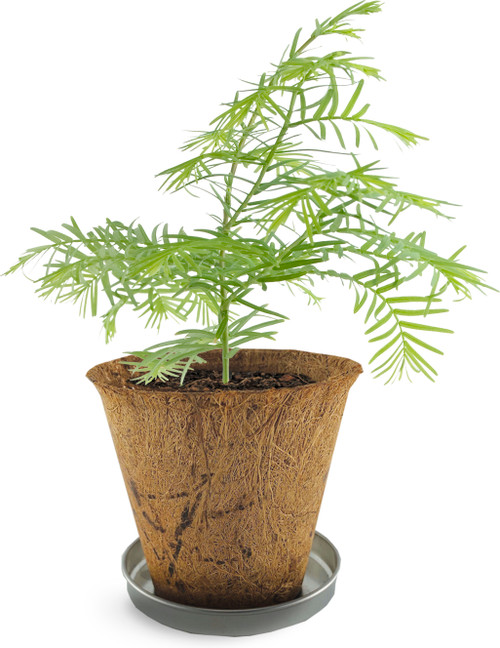 Tree-to-be Dawn Redwood