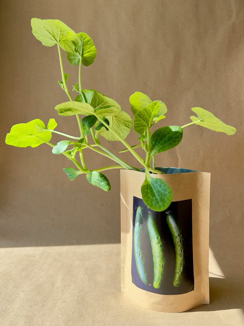 Seed Starts Cucumber