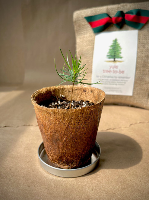 Tree-to-be Yule
