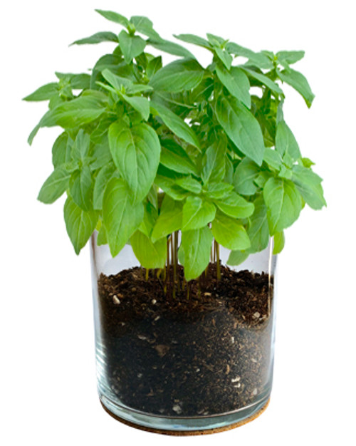 Basil Essential Culinary Garden
