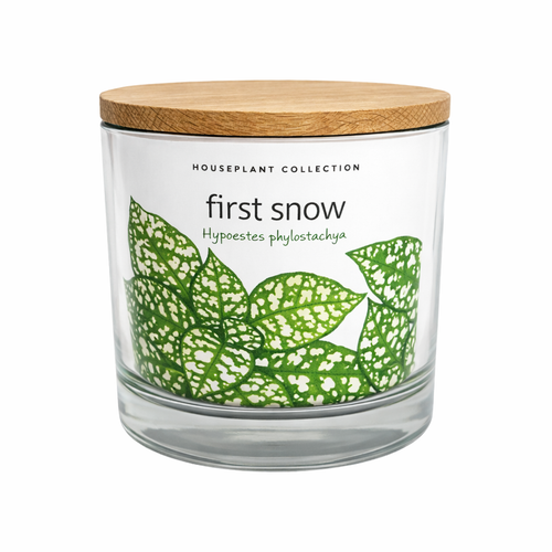 NEW | Houseplant Collection | First Snow 