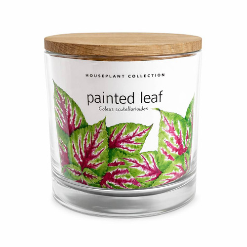 NEW | Houseplant Collection | Painted Leaf 