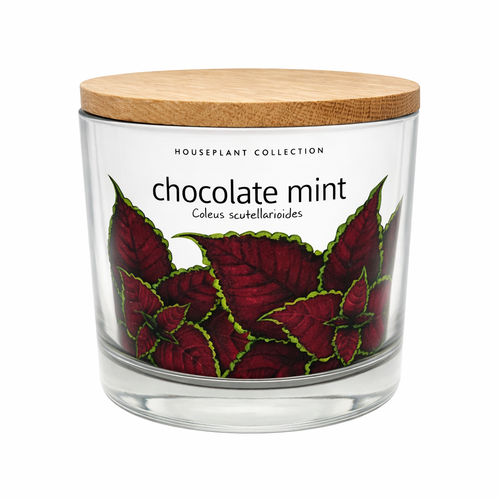 NEW | Houseplant Collection | Chocolate Mint 