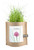 Garden-in-a-bag Chives