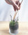 Succulent Vertical Terrarium