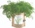 Garden-in-a-bag Dill