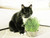 Pet Bowl Cat Grass