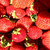 Garden-in-a-bag Strawberry