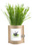 Garden-in-a-bag Dog Grass