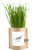 Garden-in-a-bag Cat Grass