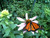 Garden Maker Butterfly
